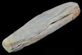 Fossil Horsetail (Annularia) - Mazon Creek #68912-1